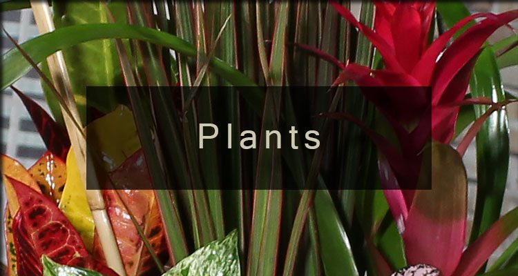 /product_images/uploaded_images/banner-plants.jpg
